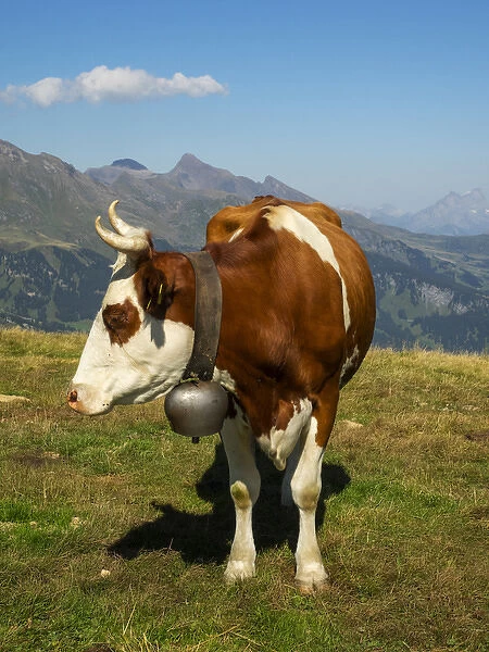 Switzerland, Bern Canton, Mannlichen area, Swiss cow in alpine setting