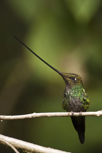 Sword-billed Hummingbird (Ensifera ensifera) The only species of bird to have