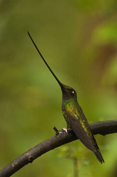 Sword-billed Hummingbird (Ensifera ensifera) The only species of bird to have