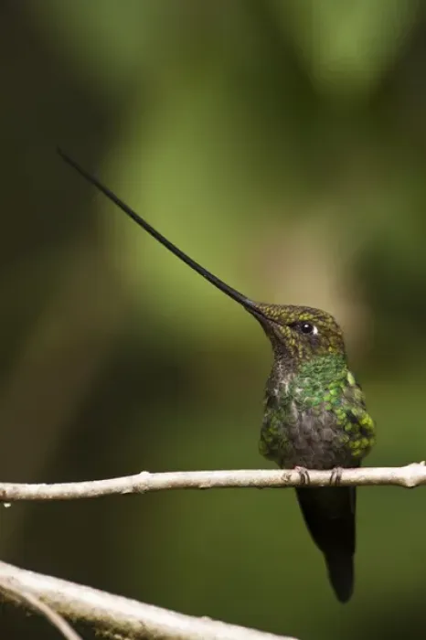 Framed Print : Sword-billed Hummingbird (Ensifera ensifera) The only species of bird to have Framed Print : Sword-billed Hummingbird (Ensifera ensifera) The only species of bird to have