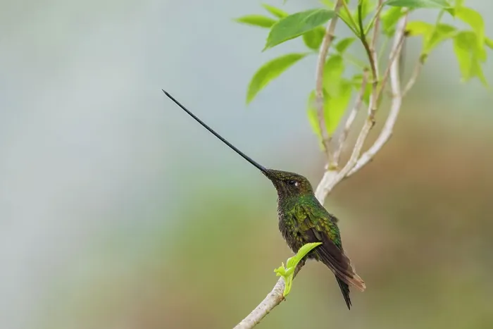Framed Print : Sword-billed hummingbird resting in the cloud forest, Ecuador Framed Print : Sword-billed hummingbird resting in the cloud forest, Ecuador