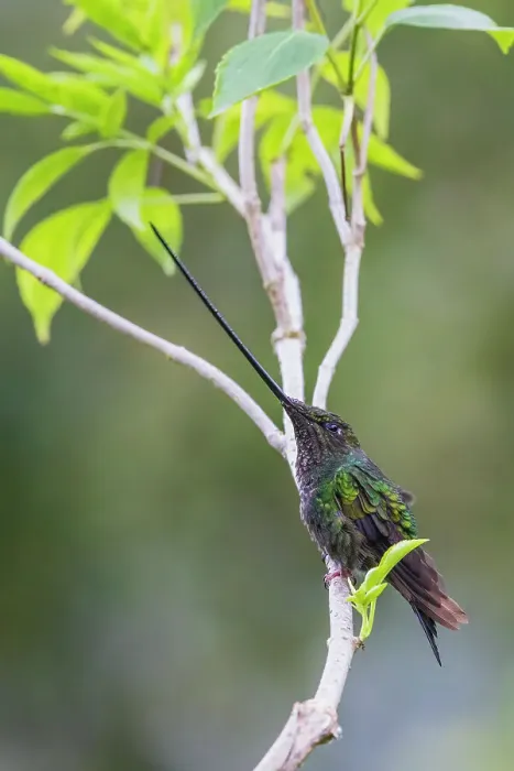 Framed Print : Sword-billed hummingbird resting in the cloud forest, Ecuador