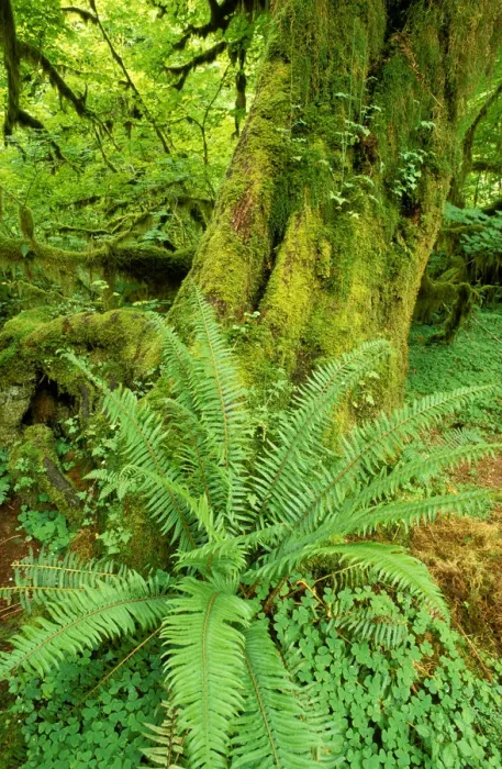 Framed Print : Sword fern and moss covered old growth in the Hoh Rain Forest, Olympic National Park Framed Print : Sword fern and moss covered old growth in the Hoh Rain Forest, Olympic National Park