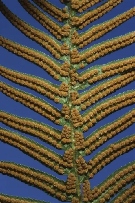 Framed Print : Sword Fern, (Polystichum munitum), spores, Cascade Mountains, Washington, USA Framed Print : Sword Fern, (Polystichum munitum), spores, Cascade Mountains, Washington, USA