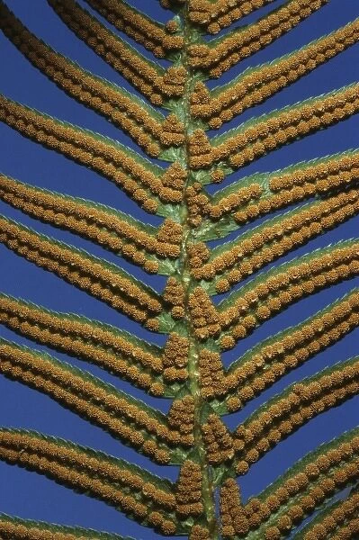 Sword Fern, (Polystichum munitum), spores, Cascade Mountains, Washington, USA