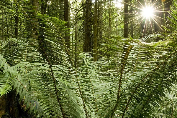 Sword ferns carpeting forest floor, Polystichum munitum, Harrison Mills, British Columbia
