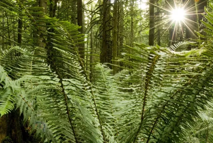 Framed Print : Sword ferns carpeting forest floor, Polystichum munitum, Harrison Mills, British Columbia Framed Print : Sword ferns carpeting forest floor, Polystichum munitum, Harrison Mills, British Columbia