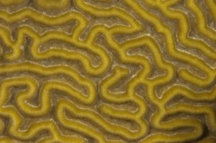 Framed Print : Symmetrical Brain Coral (Diplora strigosa), Punta Gruesa, Mahahual Peninsula, Quintana Roo Framed Print : Symmetrical Brain Coral (Diplora strigosa), Punta Gruesa, Mahahual Peninsula, Quintana Roo