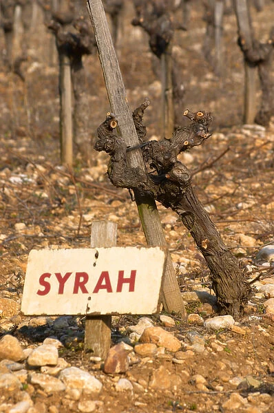 A syrah vine and sign at La Truffe de Ventoux truffle farm, Vaucluse, Rhone, Provence