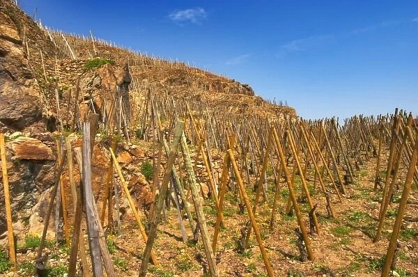 Syrah vines winter pruned trained in en echalat, terraced vineyards in the Cote Rotie