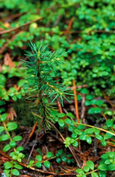 Framed Print : T8 R10 Wels, ME Spruce seedling in TNCs Big Reed Forest Reserve. Old growth