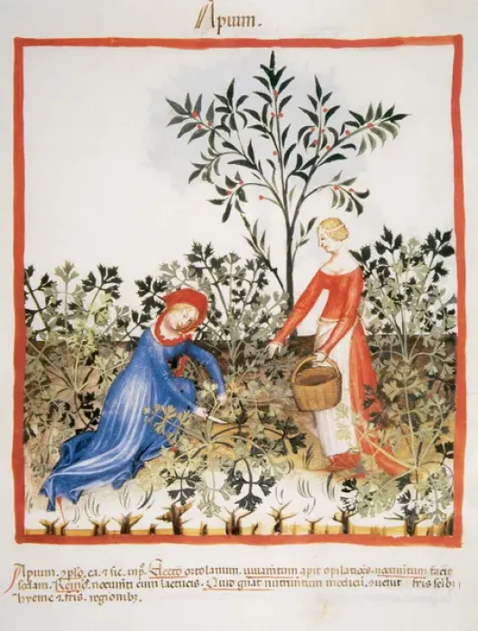 Framed Print : Tacuinum Sanitatis. Medieval Health Handbook, dated before 1400, based on observations