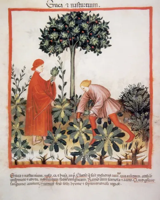 Framed Print : Tacuinum Sanitatis. Medieval Health Handbook, dated before 1400, based on observations