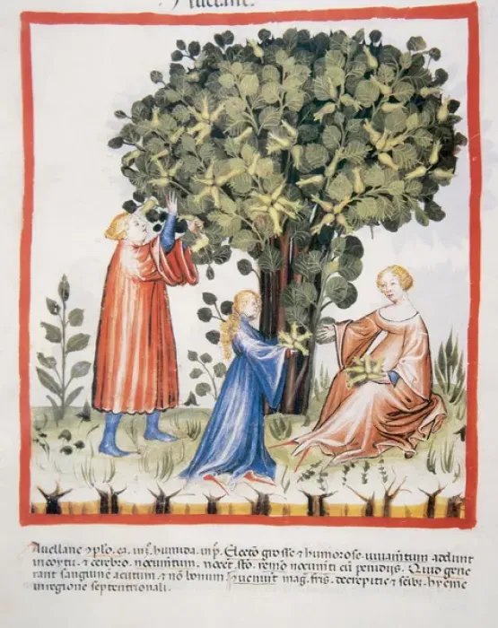 Framed Print : Tacuinum Sanitatis. Medieval Health Handbook, dated before 1400, based on observations Framed Print : Tacuinum Sanitatis. Medieval Health Handbook, dated before 1400, based on observations