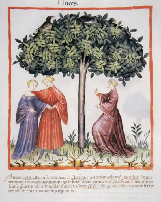 Framed Print : Tacuinum Sanitatis. Medieval Health Handbook, dated before 1400, based on observations