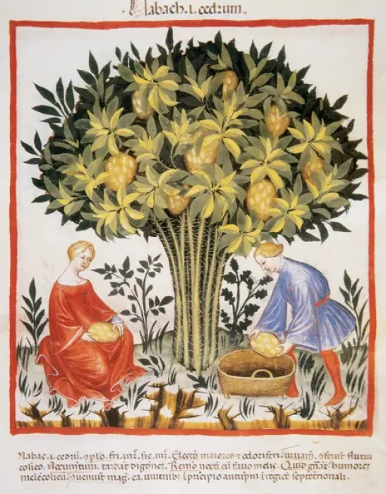 Framed Print : Tacuinum Sanitatis. Medieval Health Handbook, dated before 1400, based on observations Framed Print : Tacuinum Sanitatis. Medieval Health Handbook, dated before 1400, based on observations