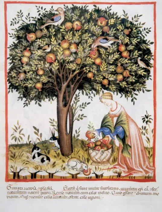 Framed Print : Tacuinum Sanitatis. Medieval Health Handbook, dated before 1400, based on observations