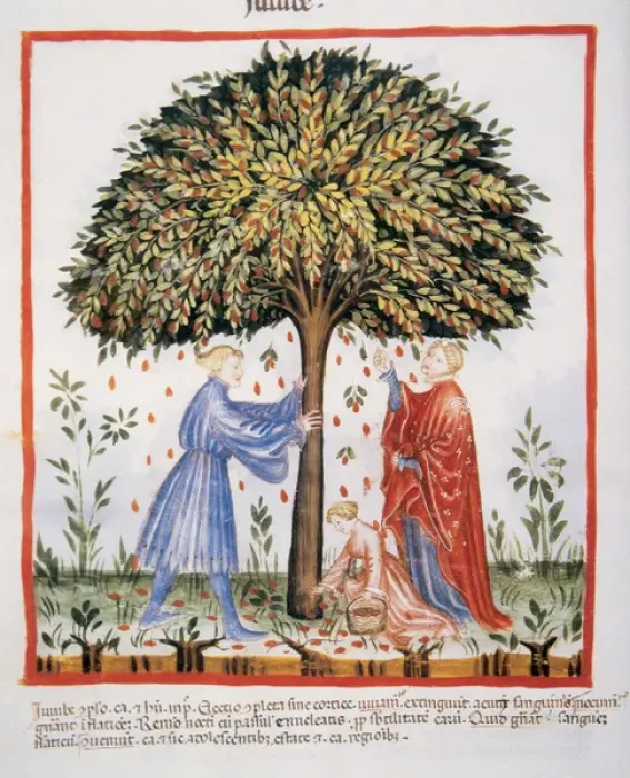 Framed Print : Tacuinum Sanitatis. Medieval Health Handbook, dated before 1400, based on observations Framed Print : Tacuinum Sanitatis. Medieval Health Handbook, dated before 1400, based on observations