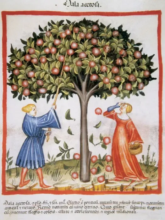 Framed Print : Tacuinum Sanitatis. Medieval Health Handbook, dated before 1400, based on observations Framed Print : Tacuinum Sanitatis. Medieval Health Handbook, dated before 1400, based on observations