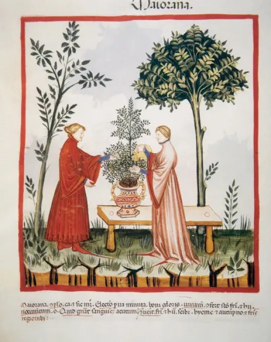 Framed Print : Tacuinum Sanitatis. Medieval Health Handbook, dated before 1400, based on observations Framed Print : Tacuinum Sanitatis. Medieval Health Handbook, dated before 1400, based on observations