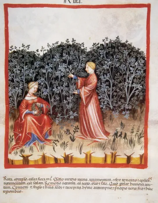 Framed Print : Tacuinum Sanitatis. Medieval Health Handbook, dated before 1400, based on observations Framed Print : Tacuinum Sanitatis. Medieval Health Handbook, dated before 1400, based on observations