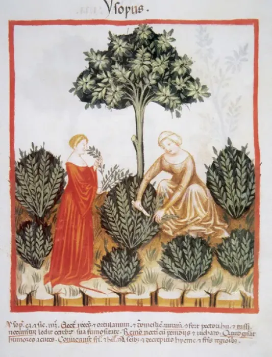 Framed Print : Tacuinum Sanitatis. Medieval Health Handbook, dated before 1400, based on observations Framed Print : Tacuinum Sanitatis. Medieval Health Handbook, dated before 1400, based on observations