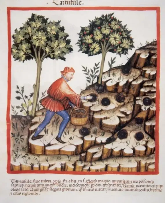 Framed Print : Tacuinum Sanitatis. Medieval Health Handbook, dated before 1400, based on observations