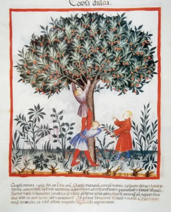Framed Print : Tacuinum Sanitatis, Medieval Health Handbook, dated before 1400, based on medical