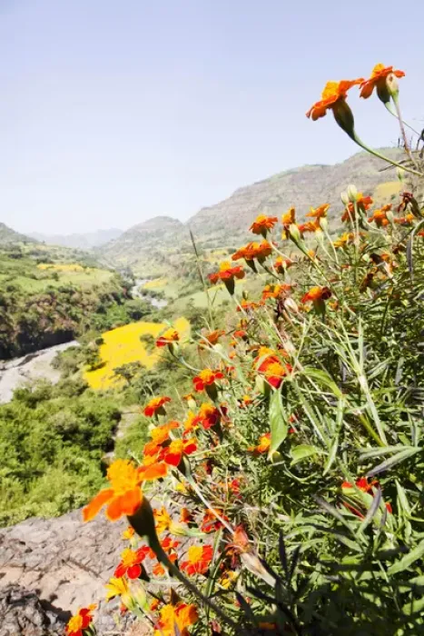 Framed Print : Tagetes plants and landscape, Ethiopia
