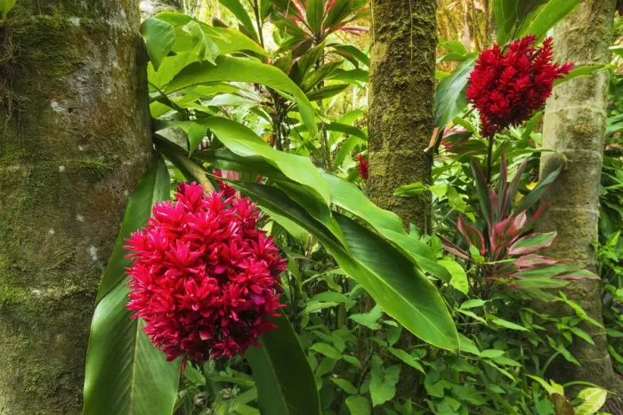 Framed Print : Tahitian ginger at Hawaii Tropical Botanical Garden, Hamakua Coast, Big Island, Hawaii