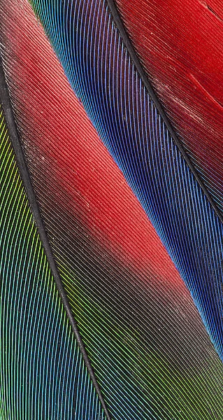 Tail feathers of the Blueheaded Pionus