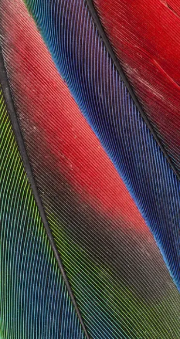 Framed Print : Tail feathers of the Blueheaded Pionus Framed Print : Tail feathers of the Blueheaded Pionus