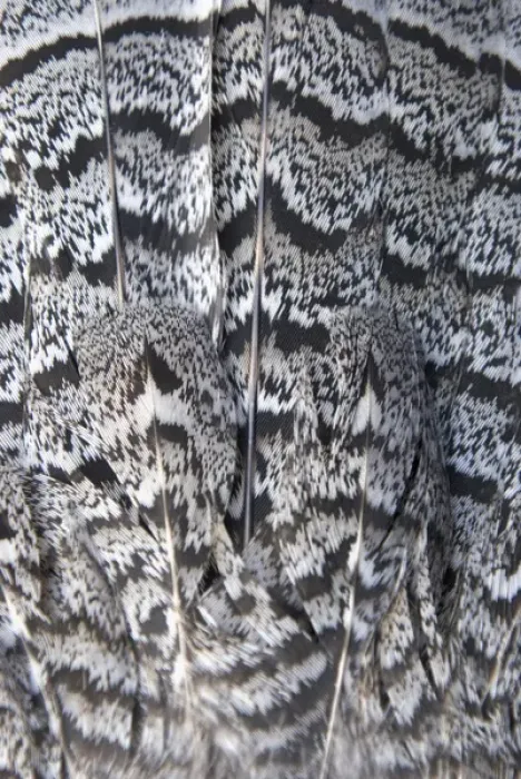 Framed Print : Tail feathers of a ruffed grouse, Bonasa umbellus, British Columbia Framed Print : Tail feathers of a ruffed grouse, Bonasa umbellus, British Columbia