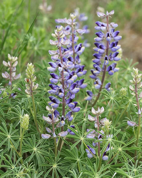 Tailcup Lupine, Lupinus argenteus, Cerrososo Canyon, New Mexico