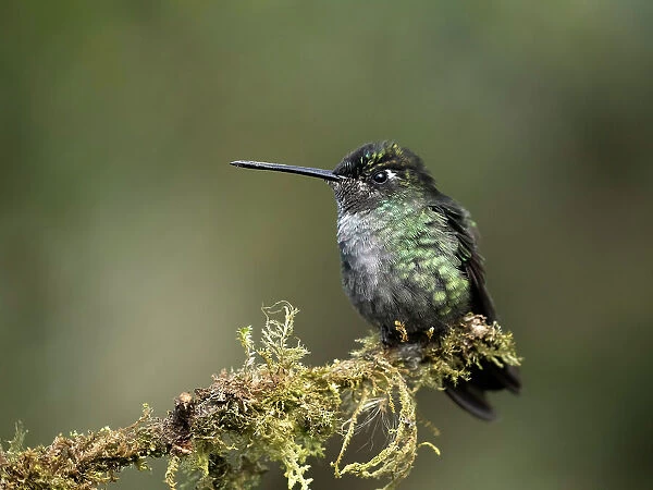 Talamanca Hummingbird, Costa Rica, Central America