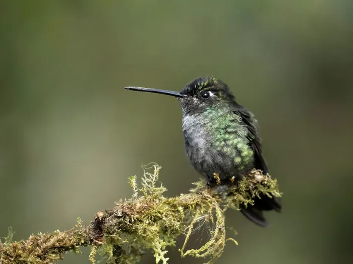 Framed Print : Talamanca Hummingbird, Costa Rica, Central America