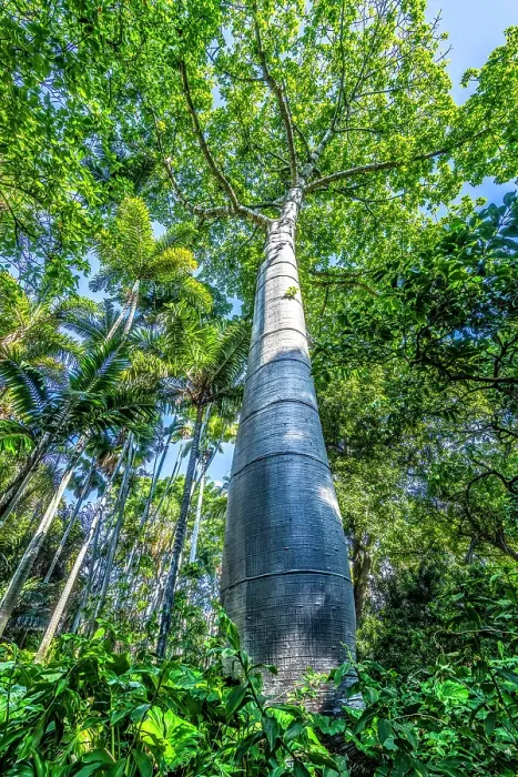 Framed Print : Very tall cup tree, Honolulu, Oahu, Hawaii. Native to South America now around the world Framed Print : Very tall cup tree, Honolulu, Oahu, Hawaii. Native to South America now around the world