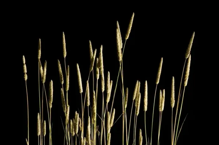 Framed Print : Tall grass, northern California Framed Print : Tall grass, northern California