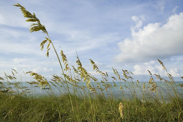 tall grasses on beach front in Blue Hills Area, Provodenciales, Turks and Caicos