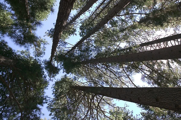 06. USA, California, Yosemite National Park: Tall Trees, Yosemite Village