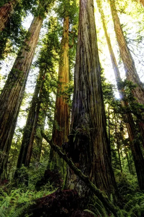Framed Print : The tallest trees in the world in Redwood National Park in California Framed Print : The tallest trees in the world in Redwood National Park in California