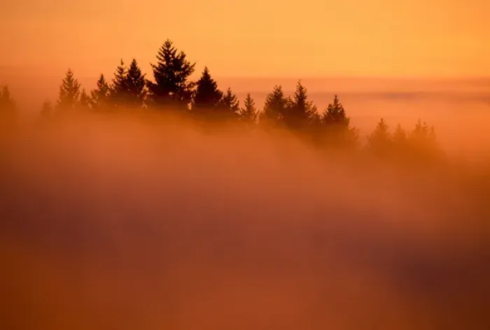 Framed Print : Tamarac Pine Trees poking through the clouds in a forest east of Mt. Hood. North America