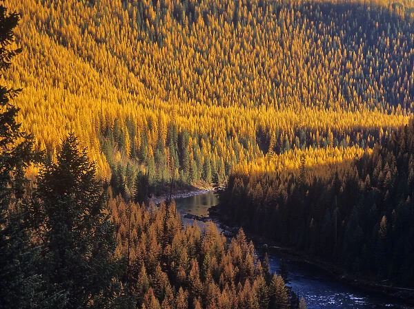 Tamarack trres turn golden in autumn along the North Fork Flathead River in Montana, USA