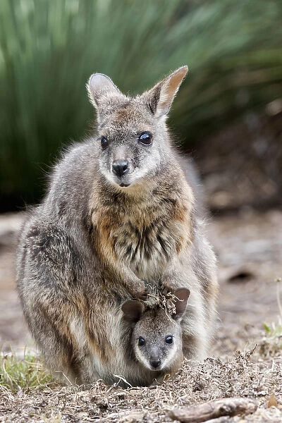 Tammar wallaby (Macropus eugenii) also called dama wallaby or darma wallaby