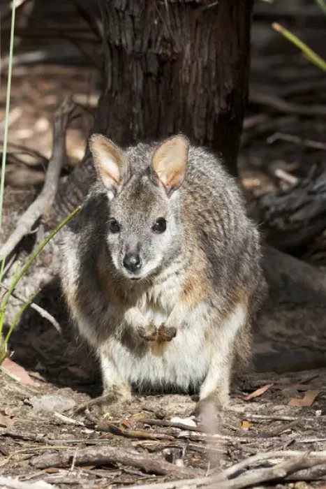 Framed Print : Tammar wallaby (Macropus eugenii) also called dama wallaby or darma wallaby Framed Print : Tammar wallaby (Macropus eugenii) also called dama wallaby or darma wallaby