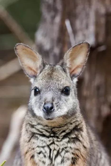 Framed Print : Tammar wallaby (Macropus eugenii) also called dama wallaby or darma wallaby Framed Print : Tammar wallaby (Macropus eugenii) also called dama wallaby or darma wallaby