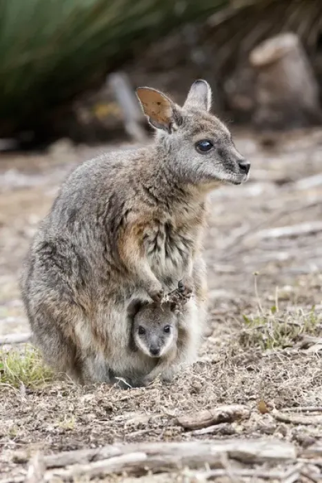 Framed Print : Tammar wallaby (Macropus eugenii) also called dama wallaby or darma wallaby Framed Print : Tammar wallaby (Macropus eugenii) also called dama wallaby or darma wallaby
