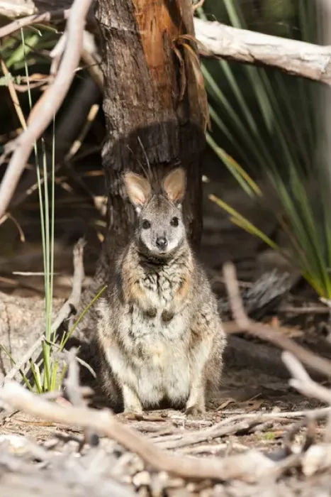 Framed Print : Tammar wallaby (Macropus eugenii) also called dama wallaby or darma wallaby