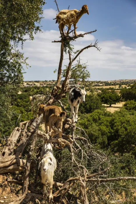 Framed Print : Tamri, Morocco, Cloven-hoofed goats, Argon tree Framed Print : Tamri, Morocco, Cloven-hoofed goats, Argon tree