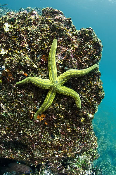 Tan Sea Star(Phataria unifascialis) GALAPAGOS ISLANDS, Ecuador, South America